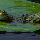 Froschkonzert