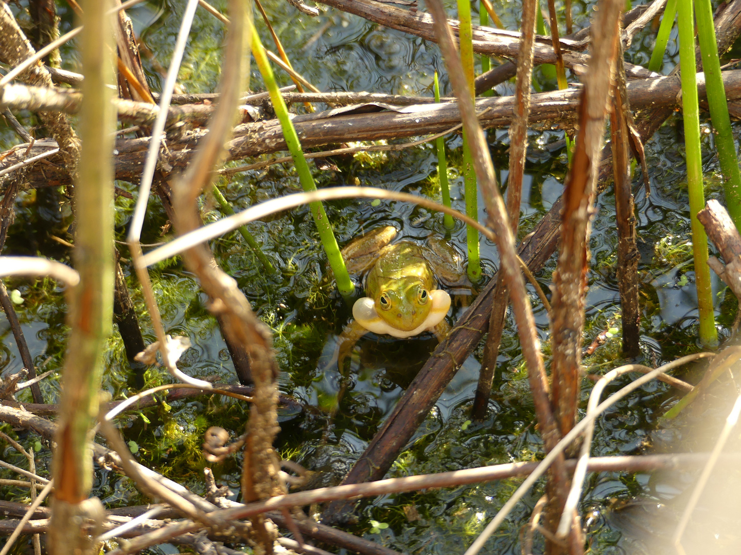 Froschkonzert