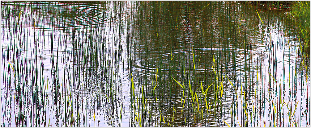 "Froschkonzert"