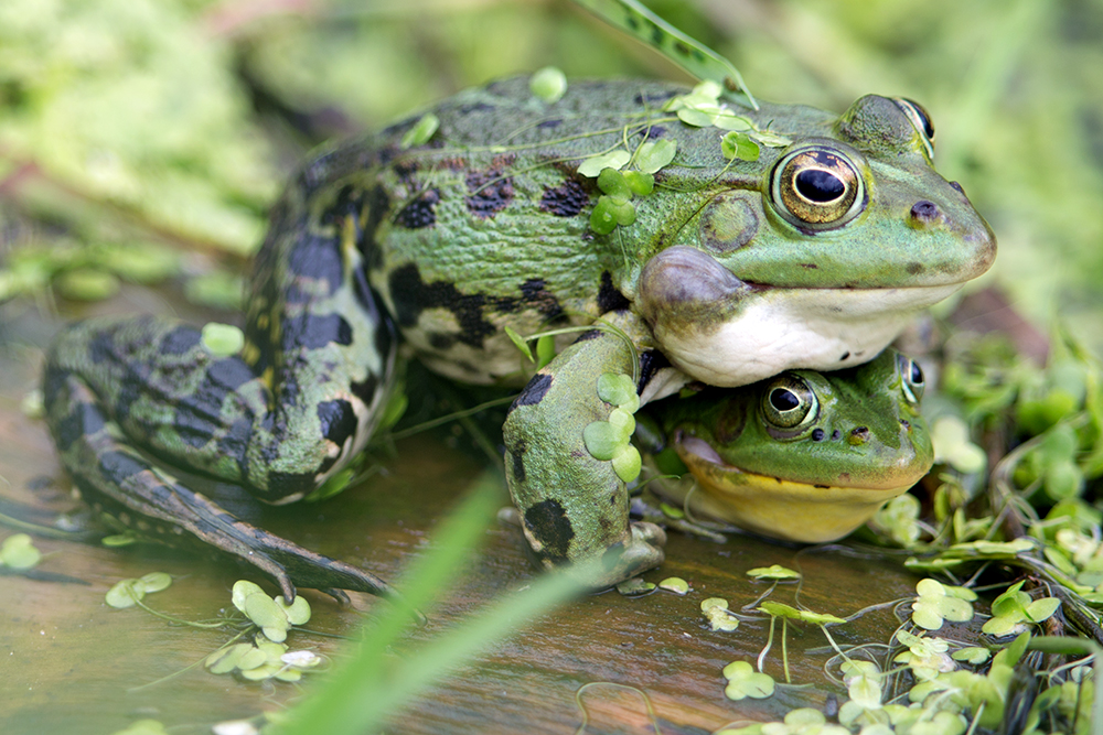 Froschkonzert ;-)