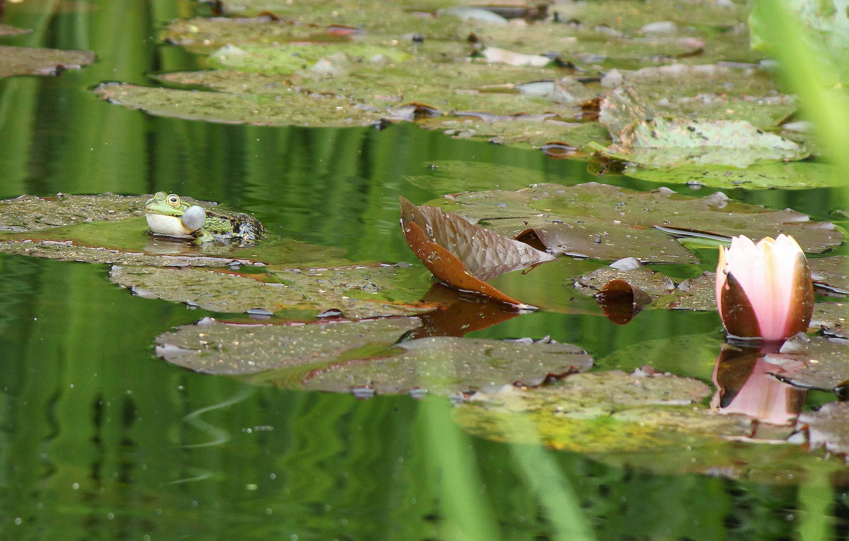 Froschkonzert