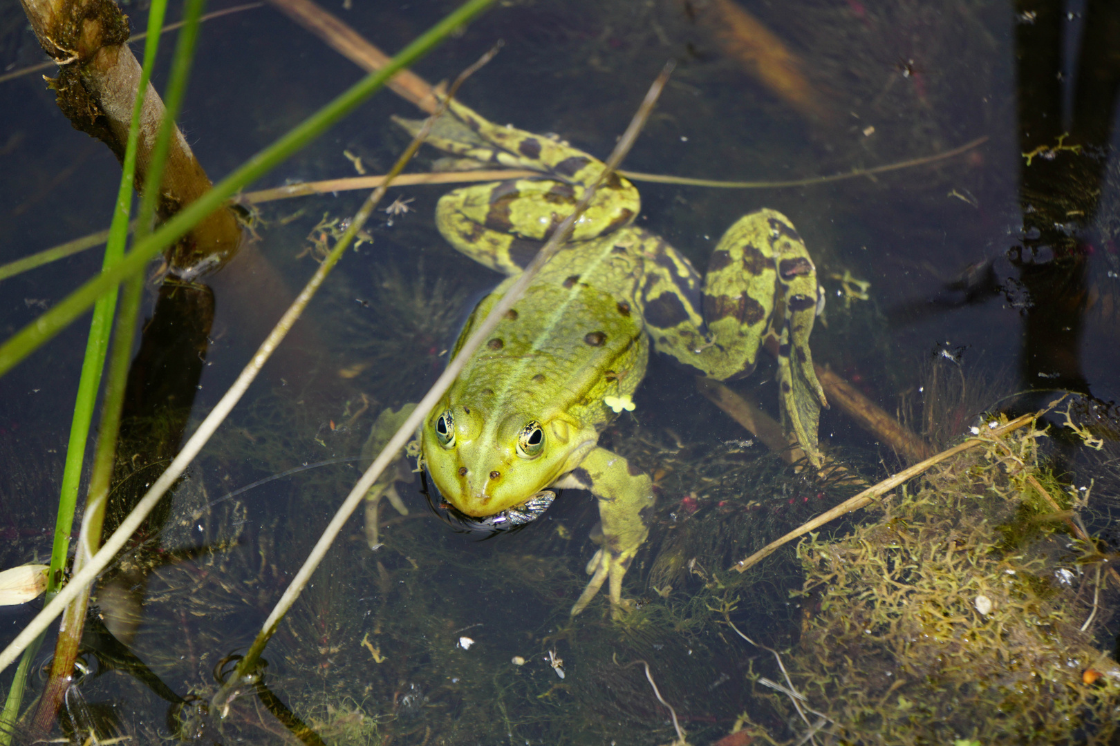 Froschkonzert