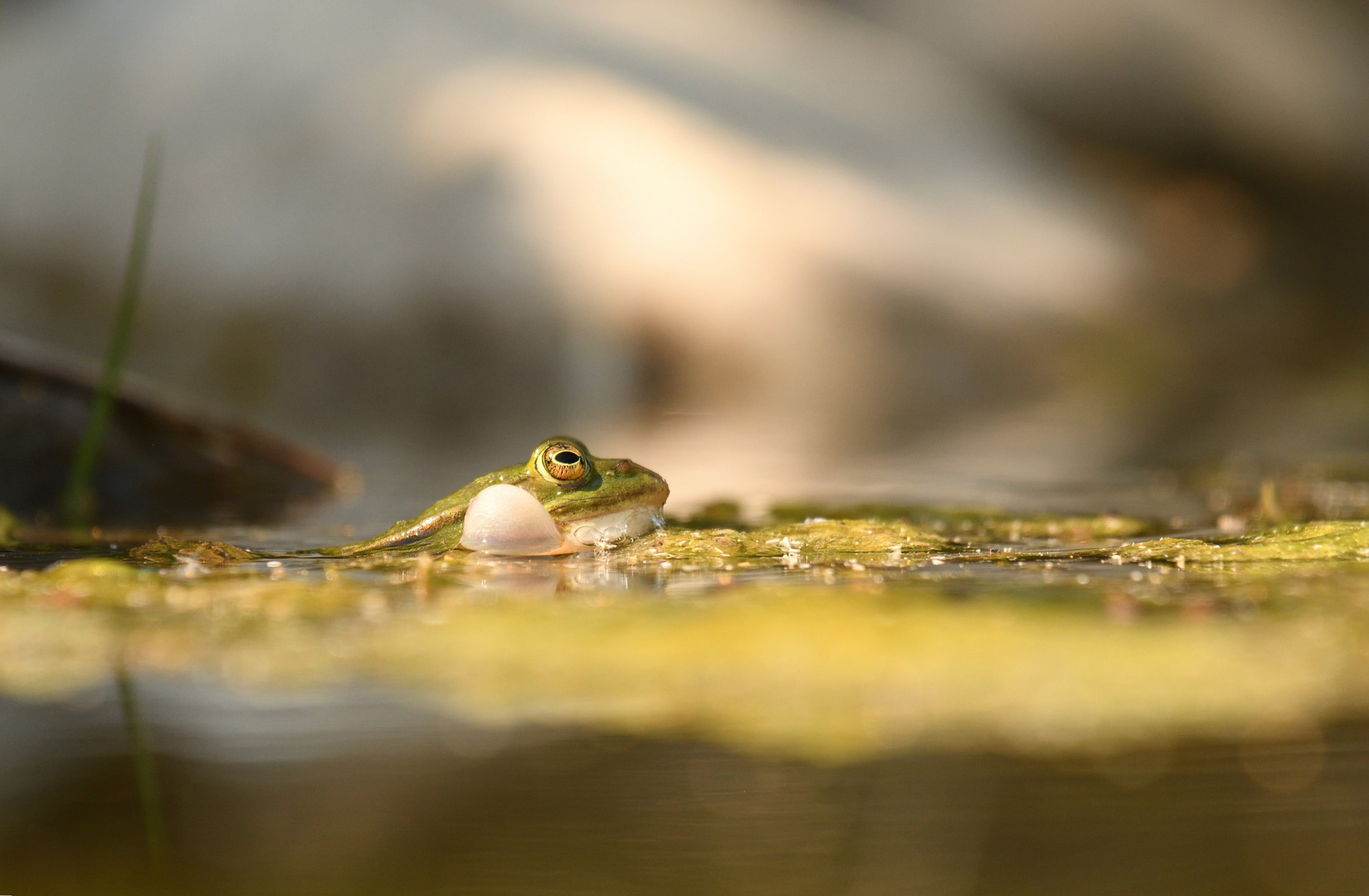 Froschkonzert