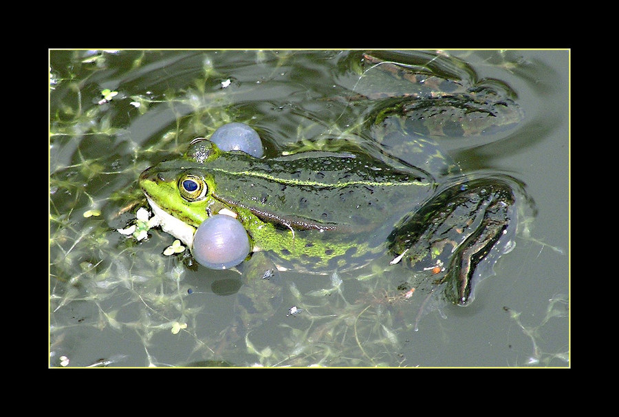 Froschkonzert