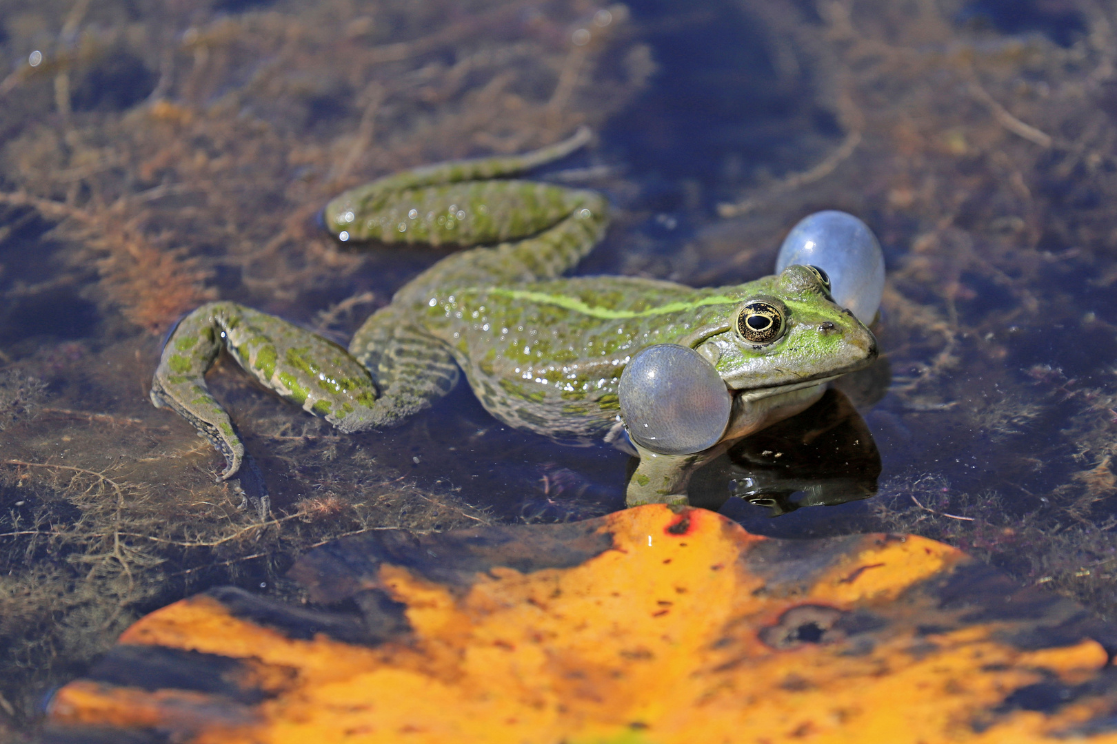 Froschkonzert