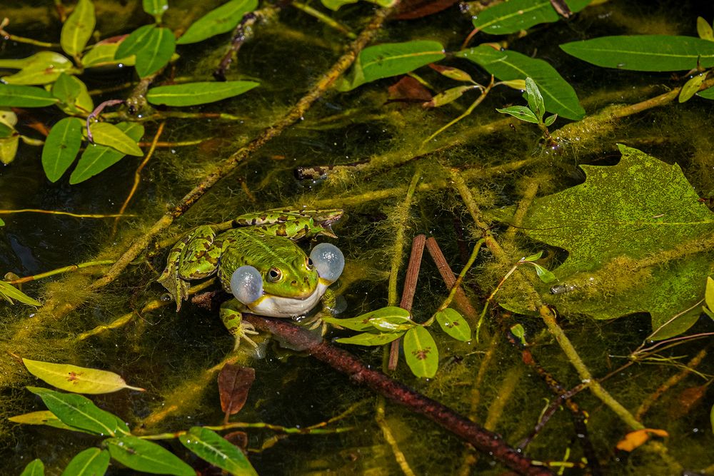 Froschkonzert