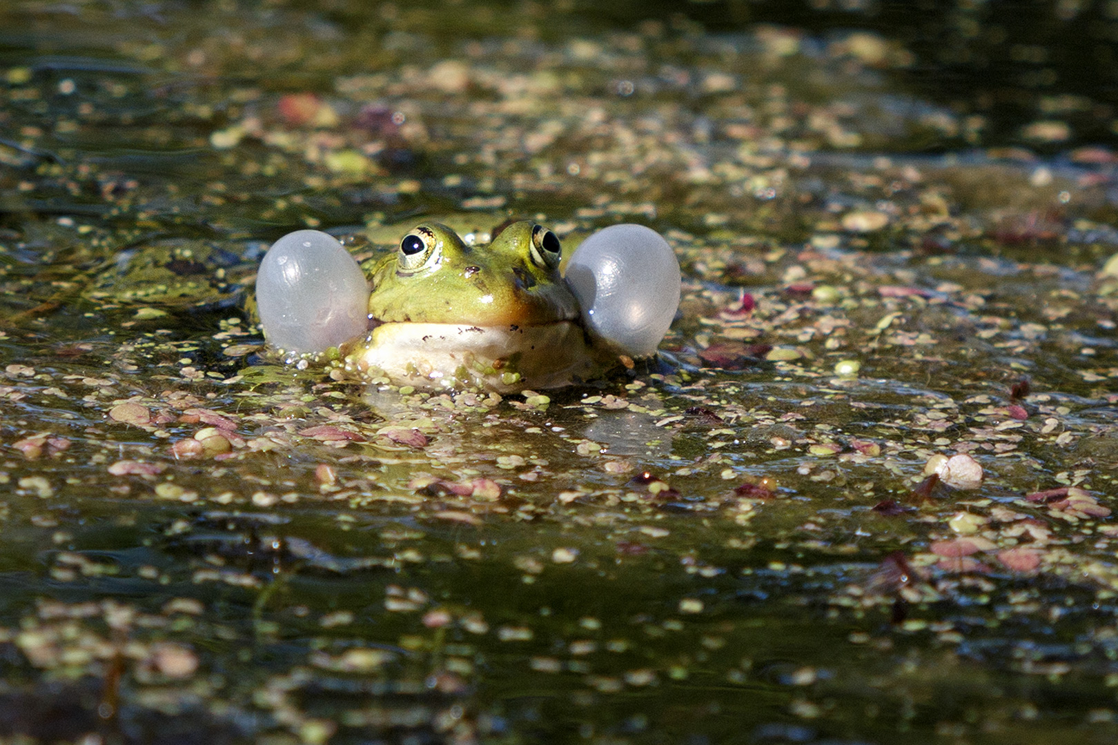 Froschkonzert