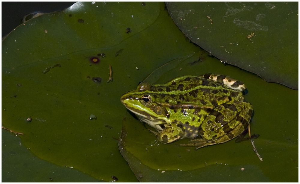 Froschkonzert