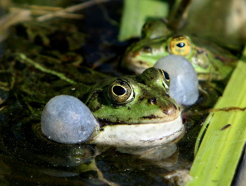 Froschkonzert....