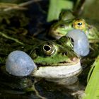 Froschkonzert....