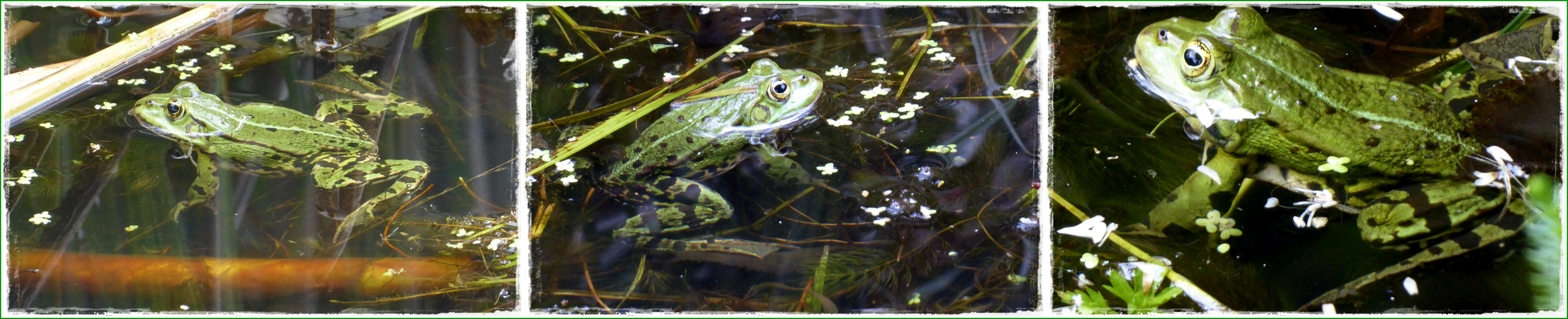 Froschkonzert