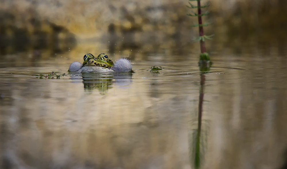 Froschkonzert