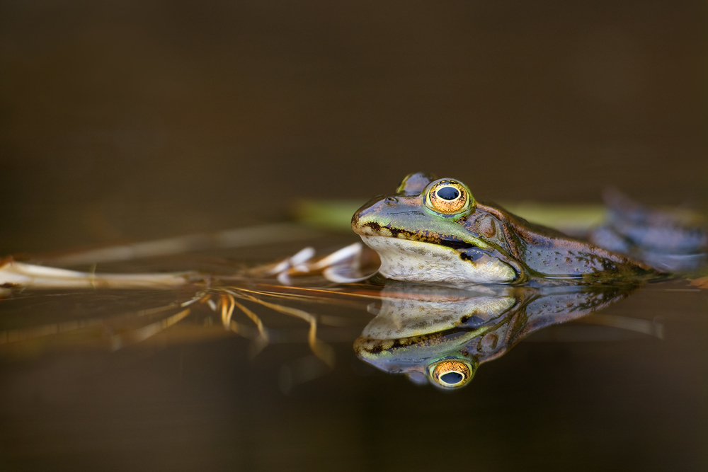 Froschkonzert