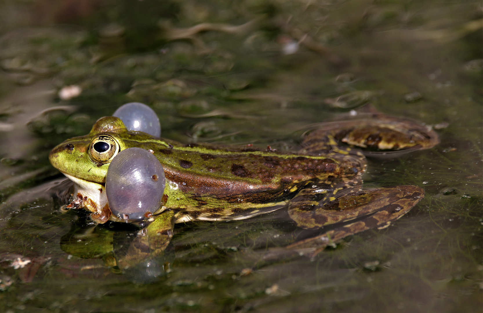 Froschkonzert