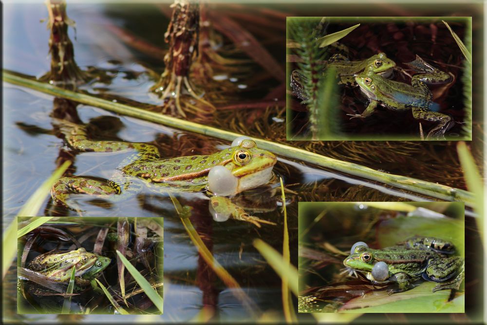 Froschkonzert am Teich