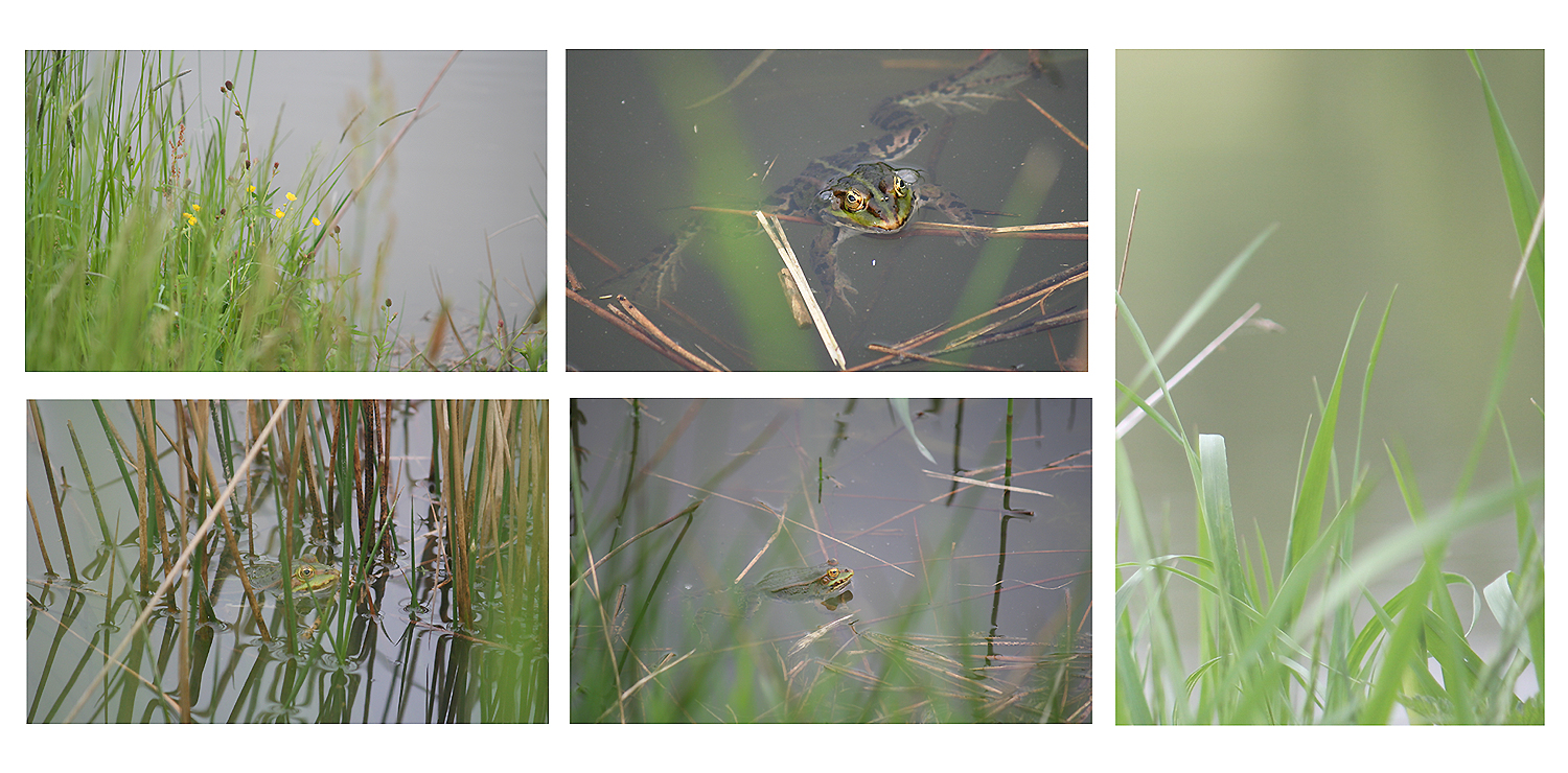 Froschkonzert am Teich 