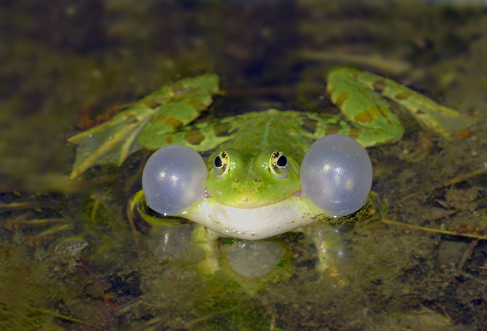 Froschkonzert