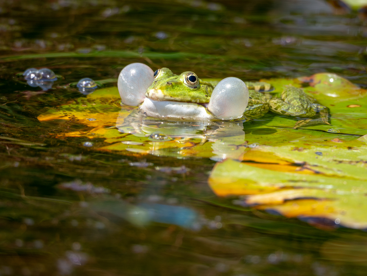 Froschkonzert