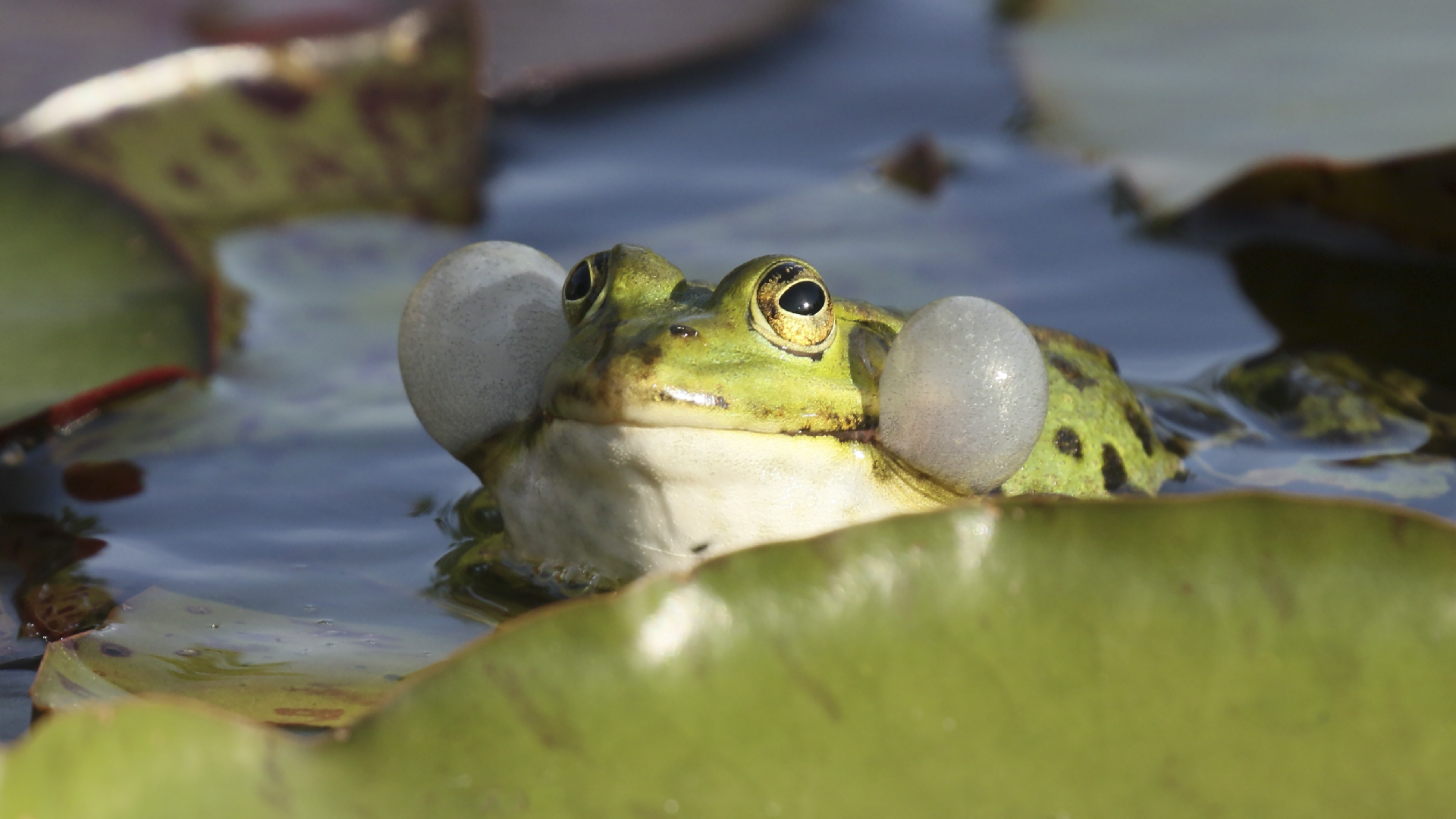 Froschkonzert