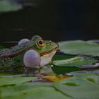 Froschkonzert