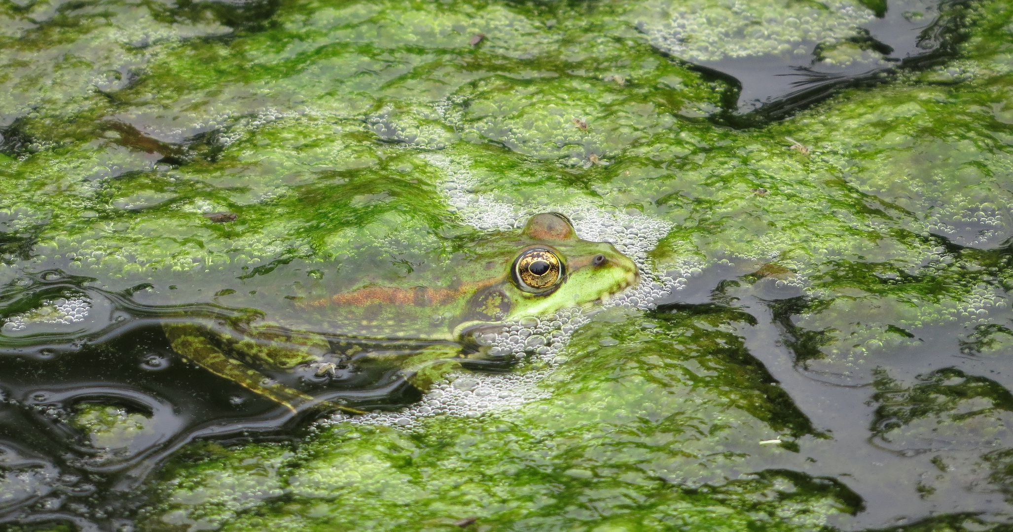 Froschkonzert