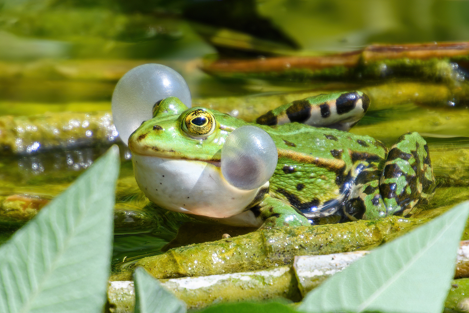 Froschkonzert