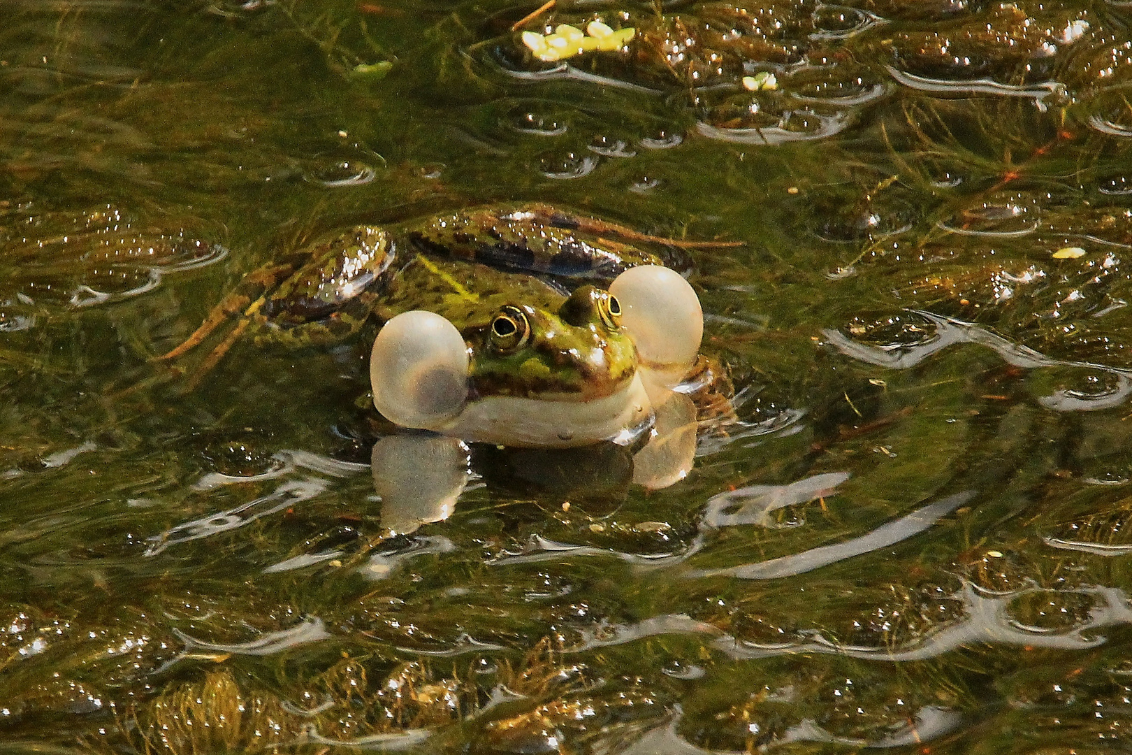 Froschkonzert