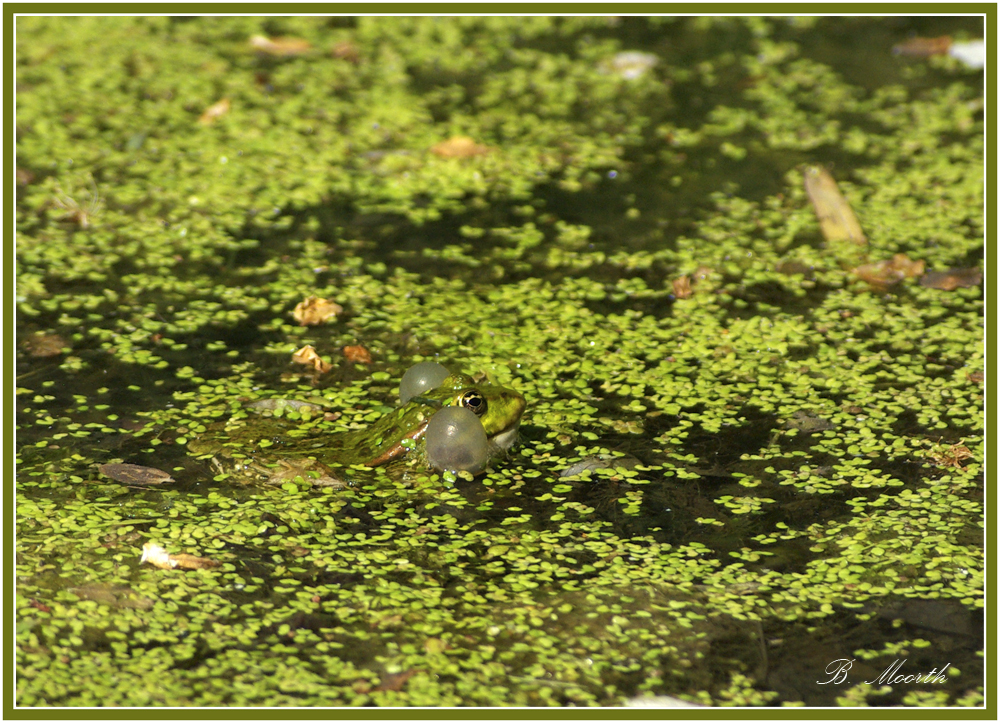 Froschkonzert