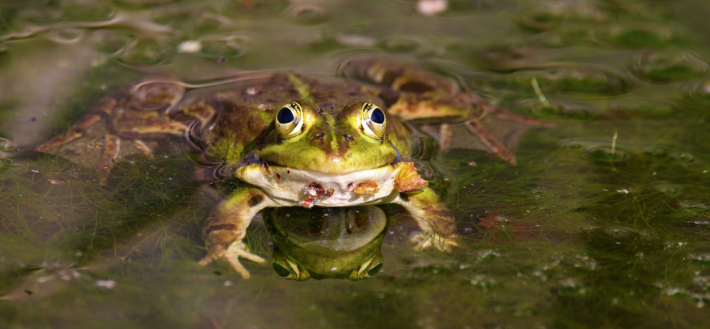 Froschkonzert