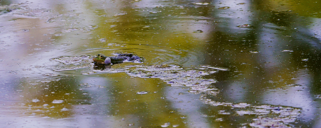 Froschkonzert