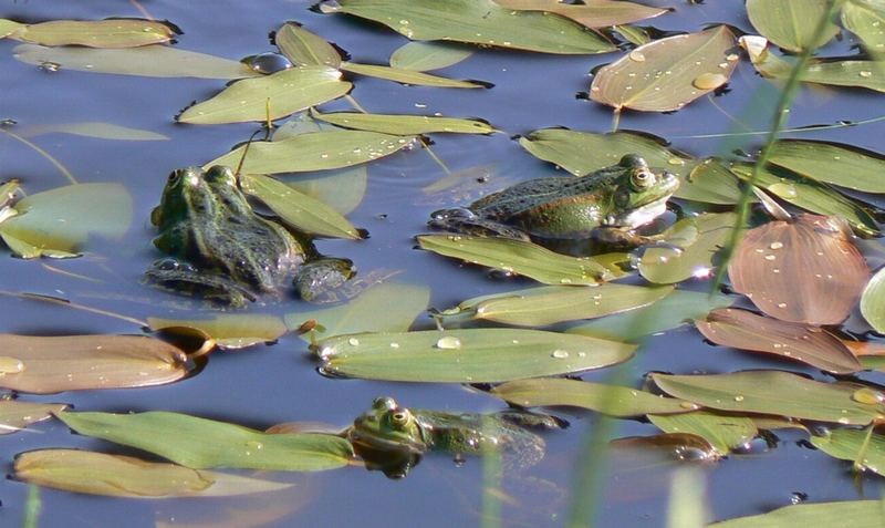 Froschkonzert: "Ich hab keine Lust mehr"...