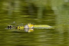 Froschkonzert _MG_3222