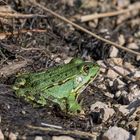 Froschkonzert vom 24.07. 2022 I