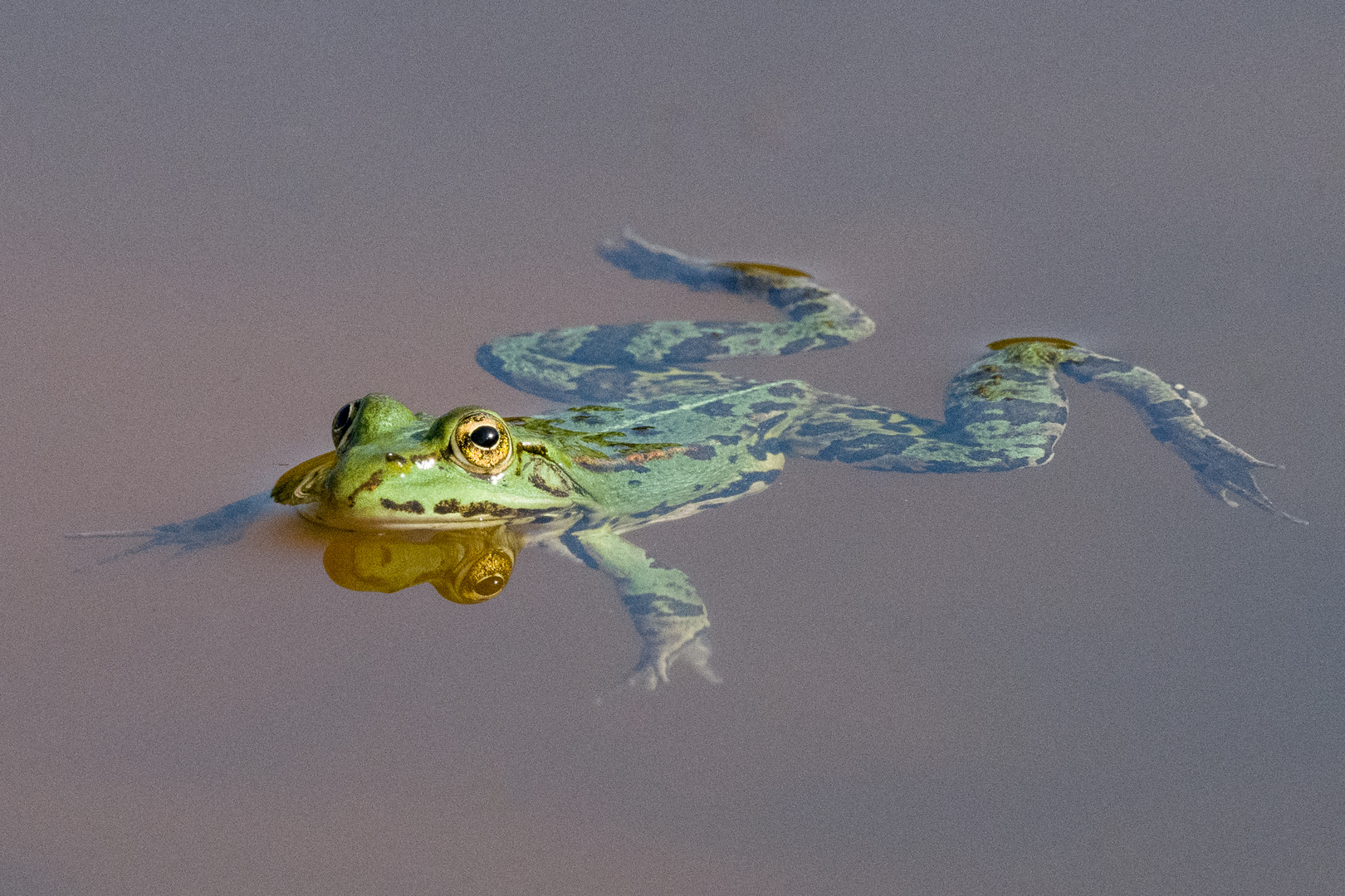 Froschkonzert vom 24.07. 2022 II