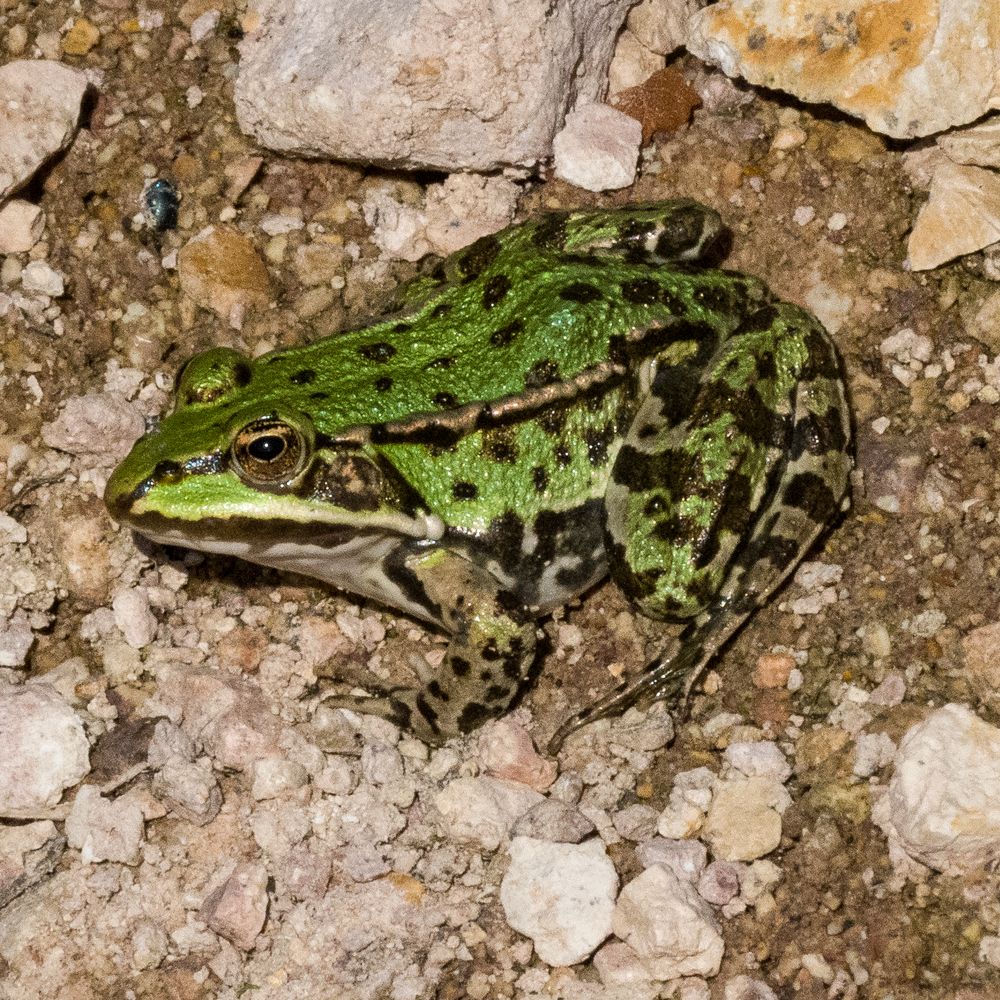 Froschkonzert vom 24.07. 2022 IV