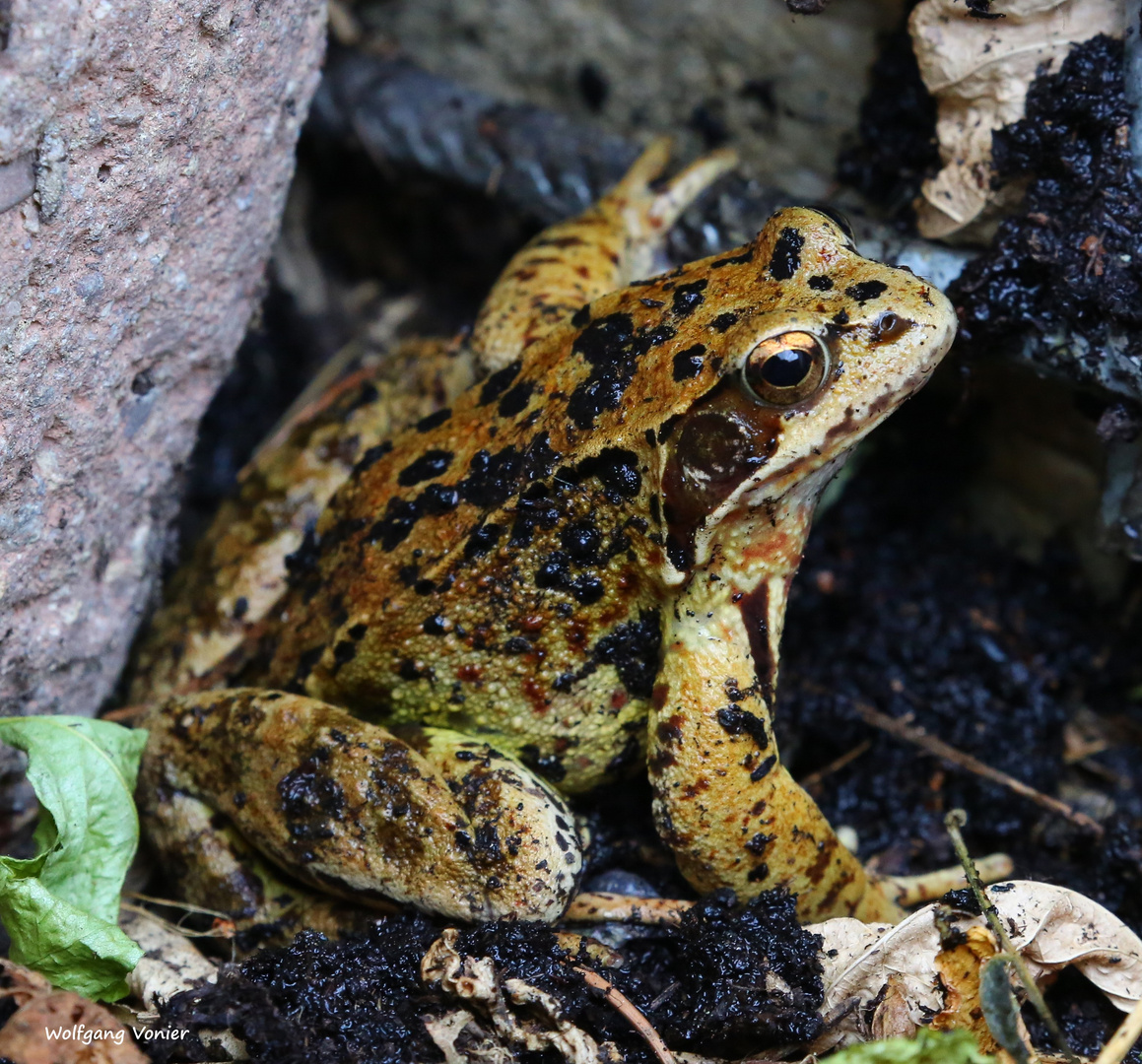 Frosch/Kröte Foto & Bild fotos, makro, teich Bilder auf