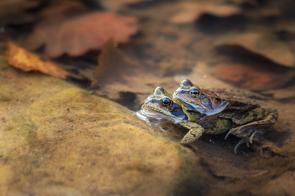 ... Froschkuscheln ...