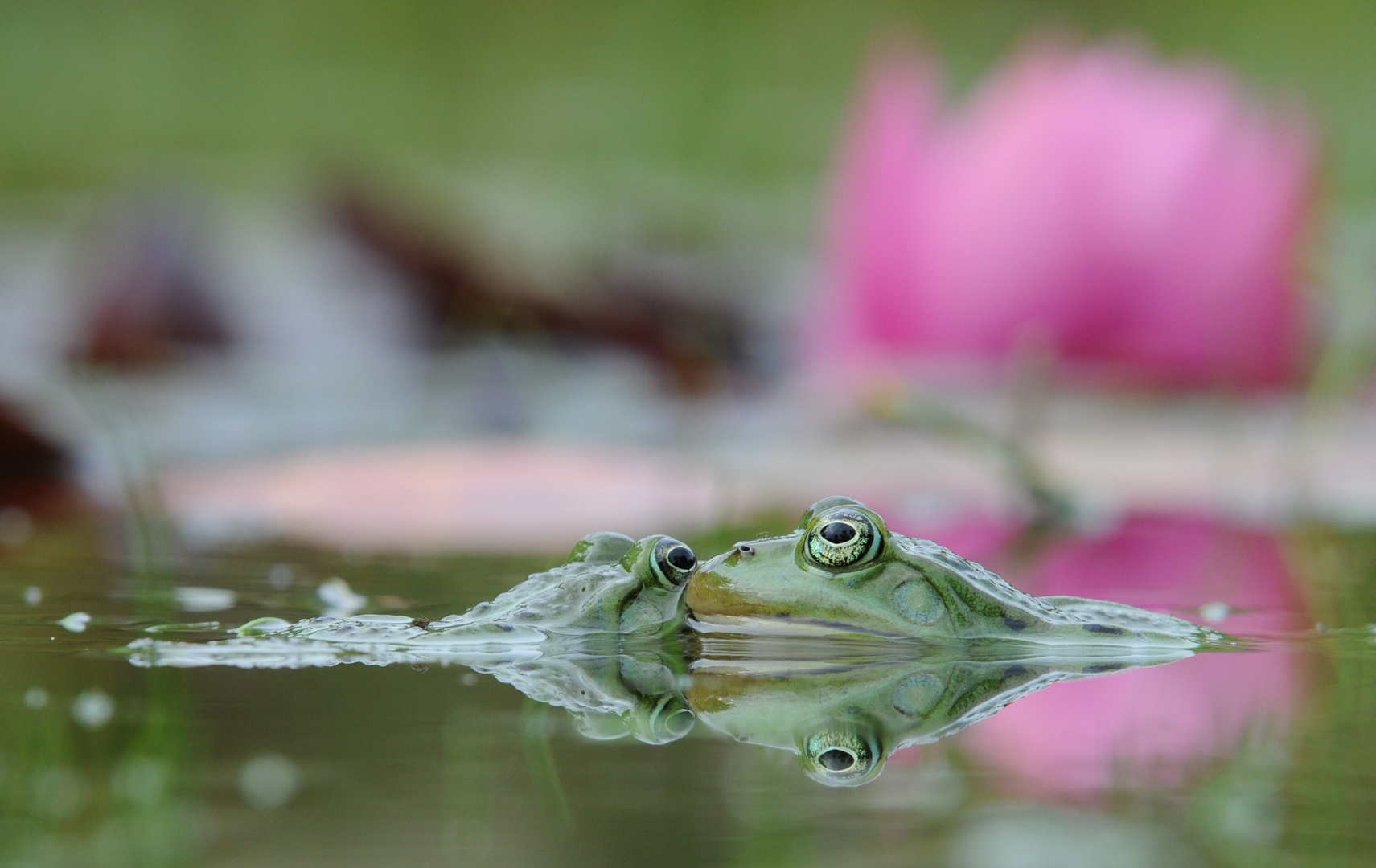 Froschkuss