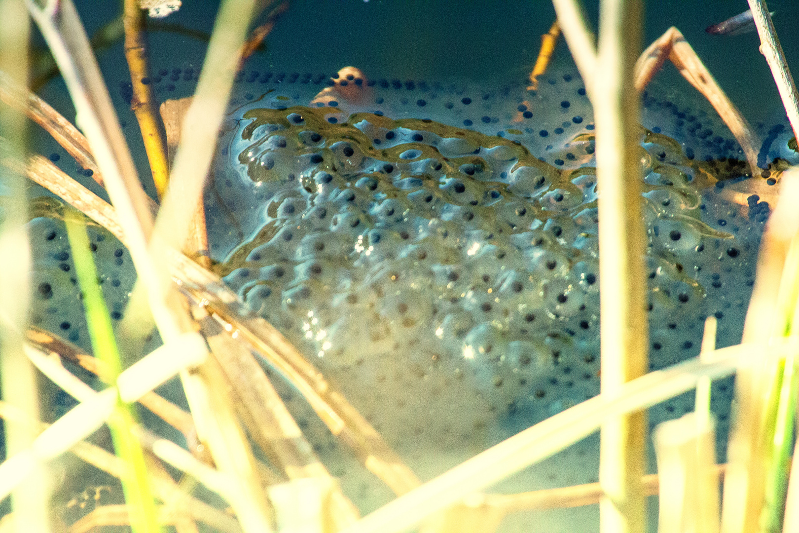 Froschlaich Foto & Bild wasser, frühling, teich Bilder auf