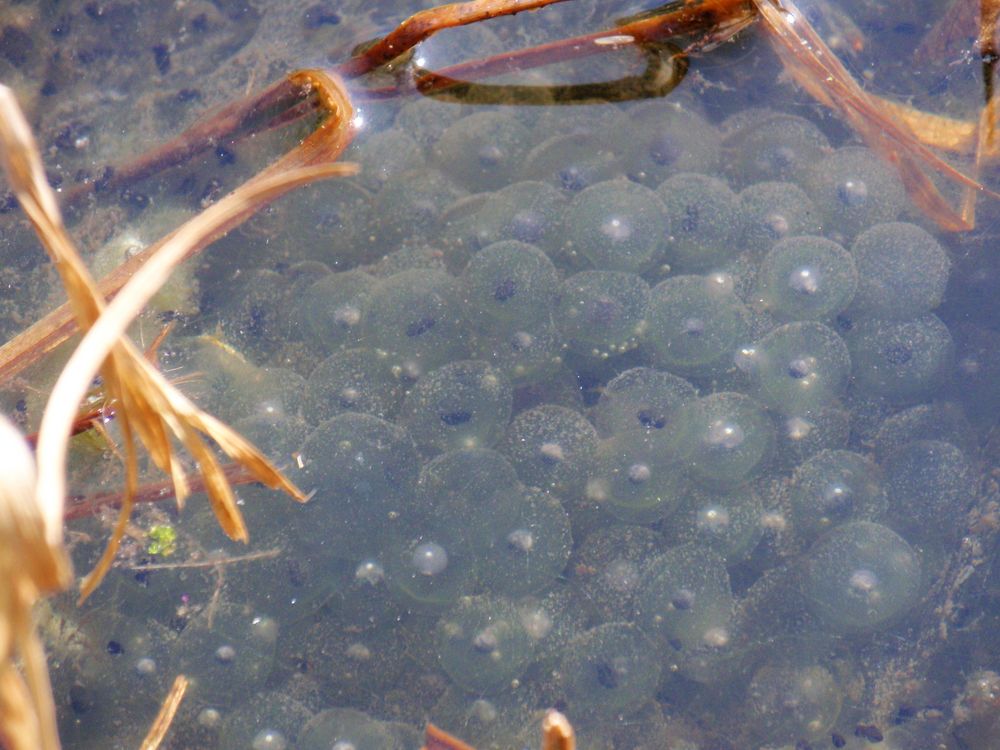 Froschlaich - Auch die Teichfrösche waren nicht untätig
