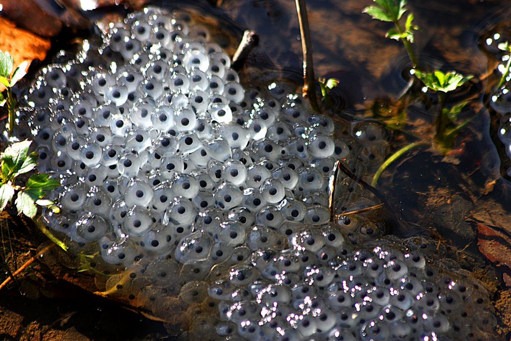 Froschlaich Foto & Bild tiere, wildlife, amphibien & reptilien Bilder