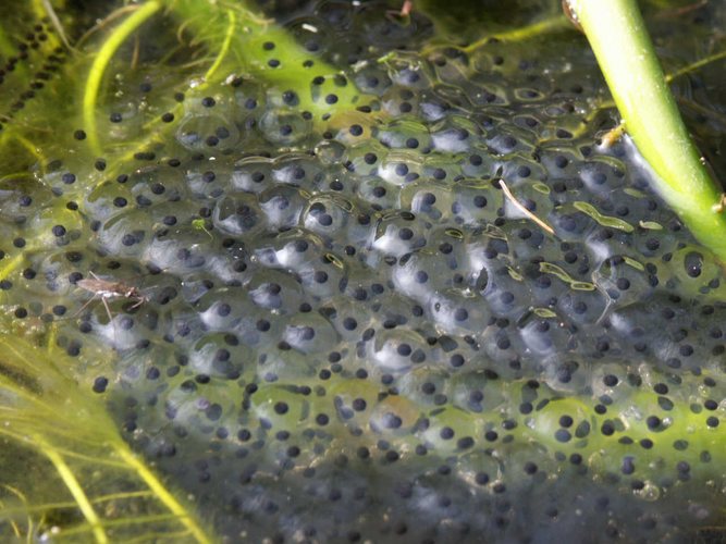 Froschlaich im Biotop