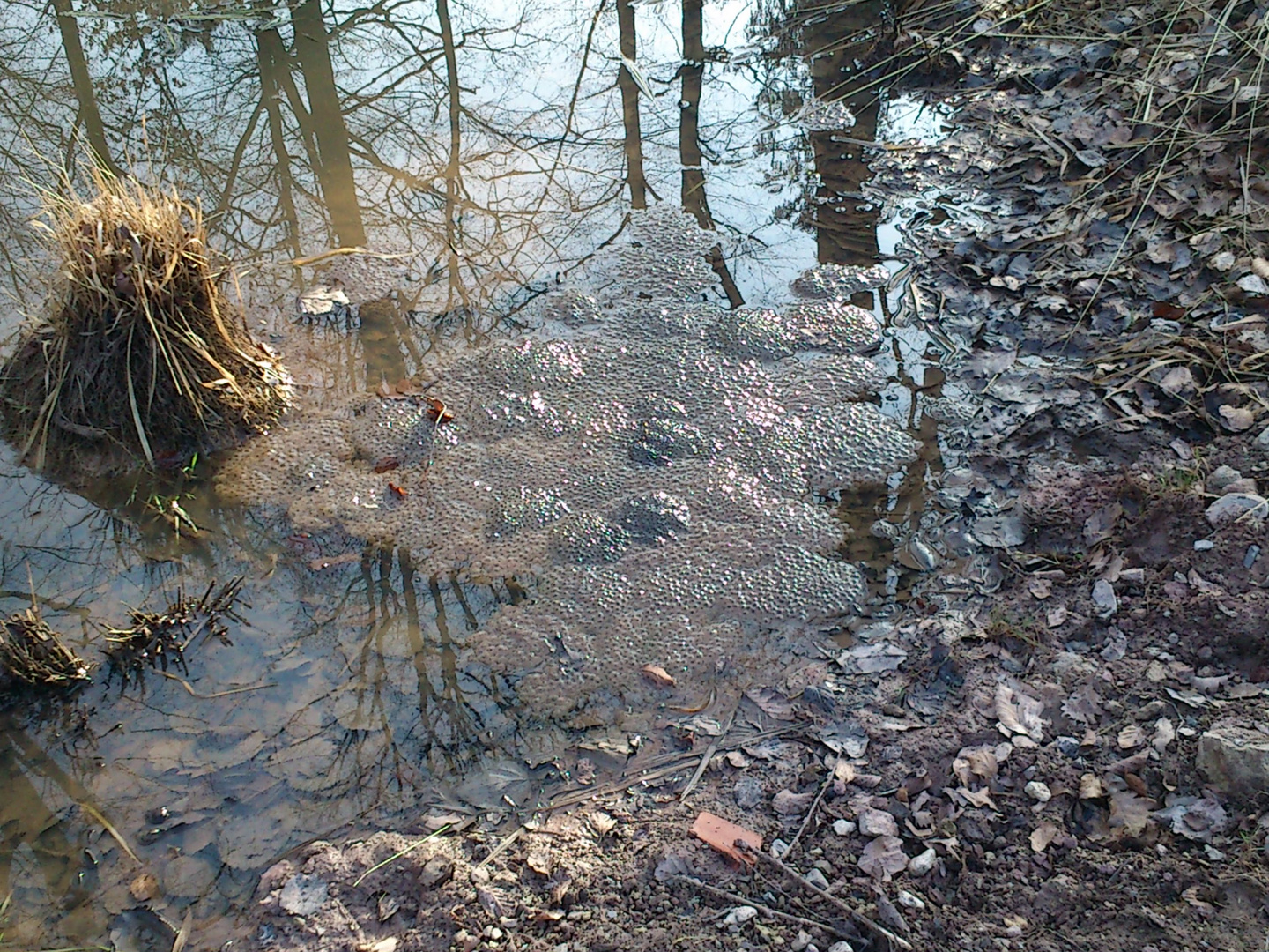 Froschlaich im Frühling