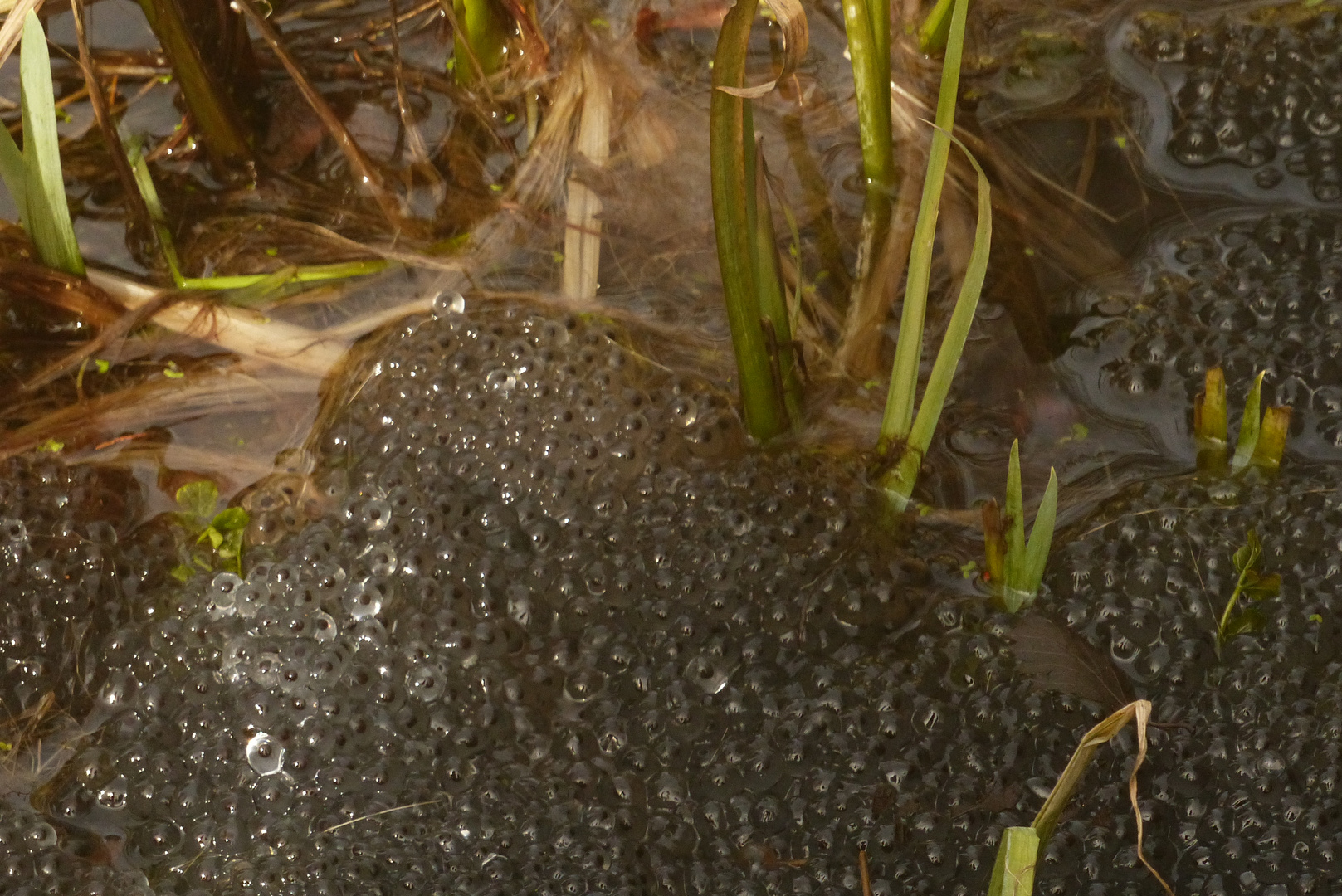 Froschlaich im Teich