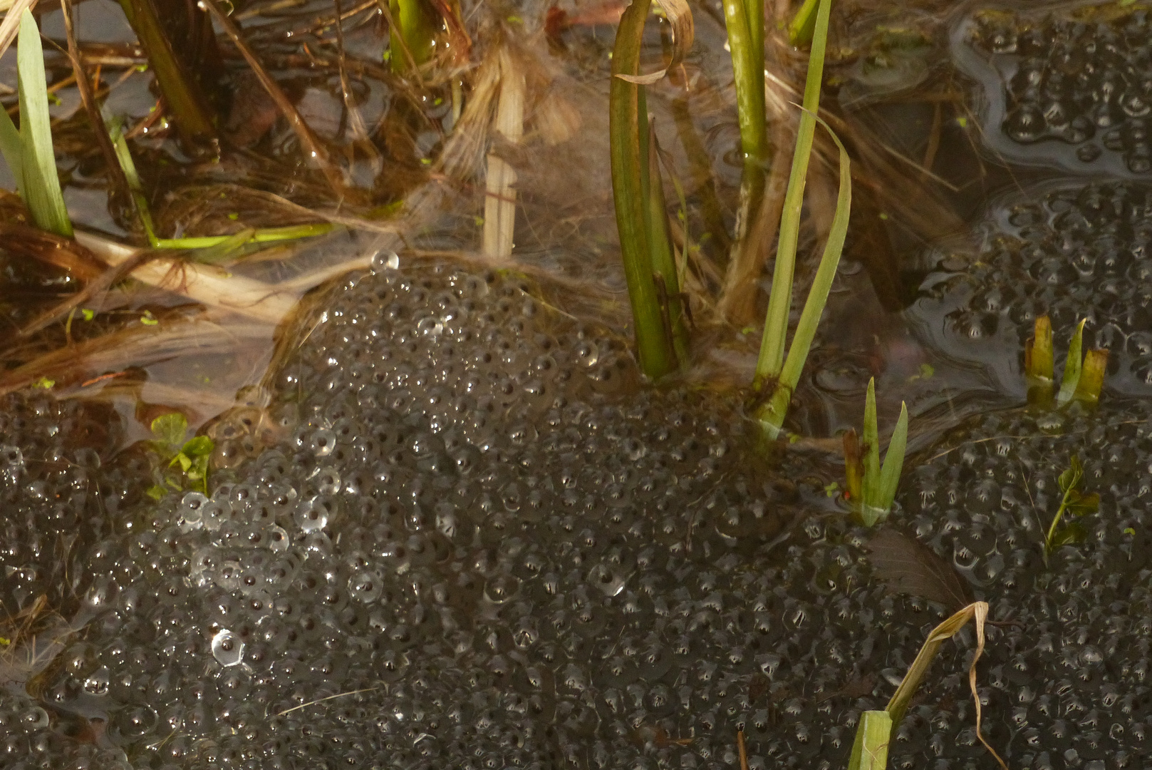 Froschlaich im Teich Foto & Bild jahreszeiten, frühling, natur Bilder