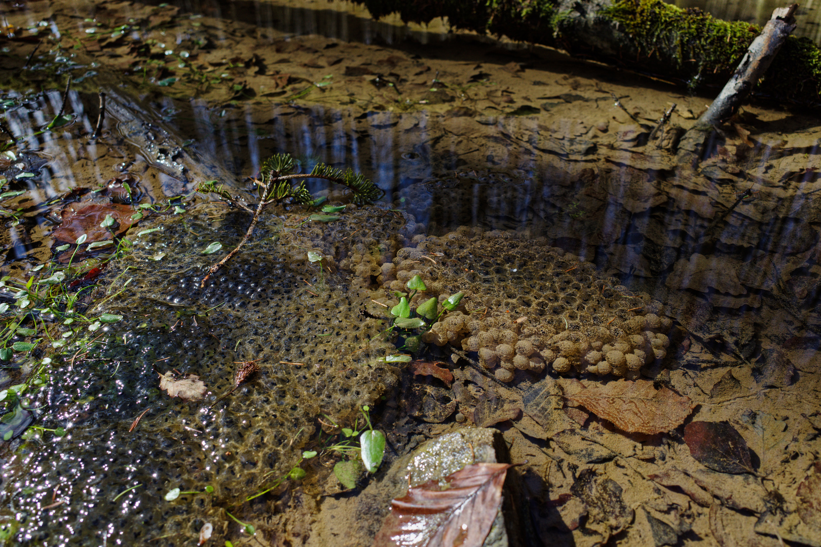 Froschlaich im Waldtümpel  (2)