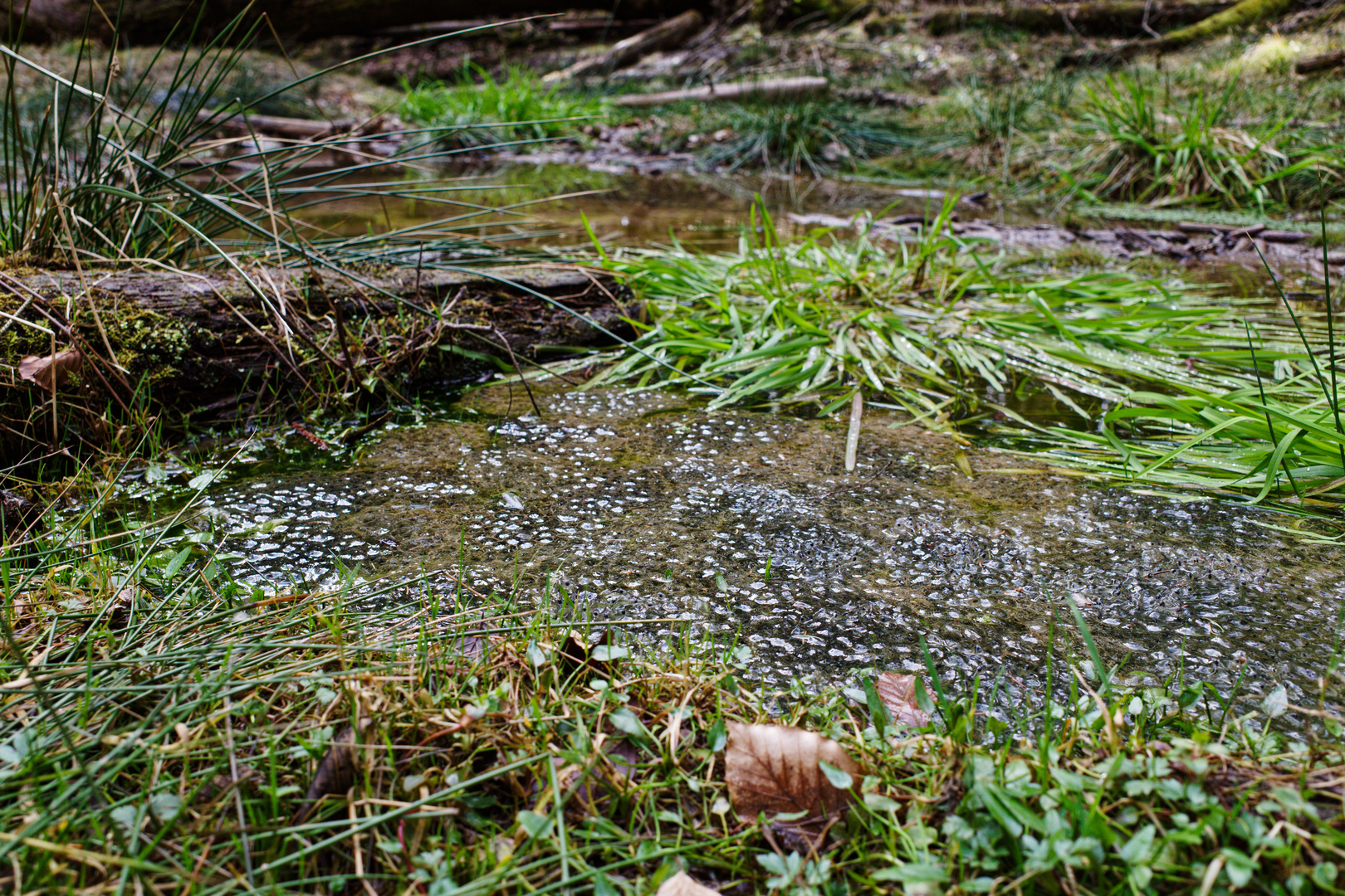 Froschlaich im Waldtümpel