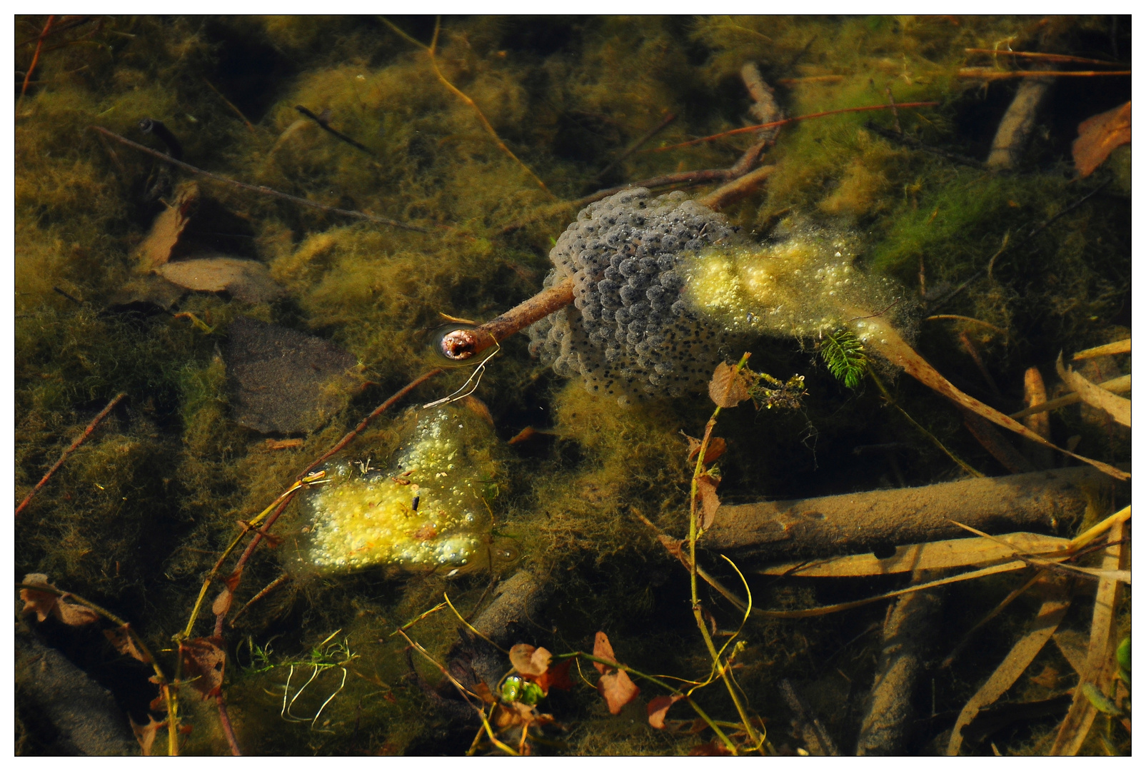 Froschlaich in der Au