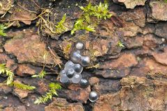 Froschlaich – kein „Sternenrotz“ (Belegfoto)