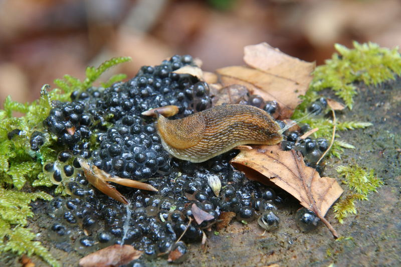 Froschlaich, mmh lecker...